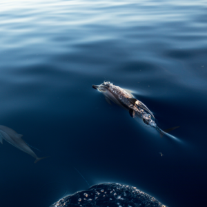 A dolphin swims gracefully through the calm, deep blue ocean with ripples on the water's surface, accompanied by a second dolphin partly visible to the left. Light reflects softly off the water and the dolphins' backs, adding a serene glow to this Soneva Exclusive Offers moment.