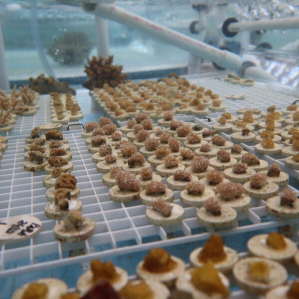 In collaboration with Soneva, coral fragments are meticulously arranged on small bases at a marine lab for reef restoration. The setup includes grids and various coral species, showcasing the Salt Group's commitment to underwater conservation efforts.
